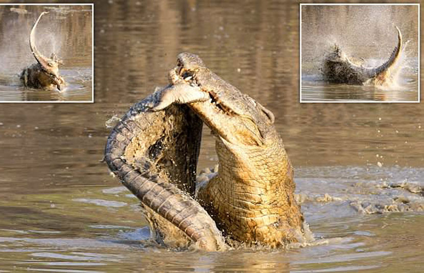 Krokodili kanibal, shqyen më të dobëtin – FOTO