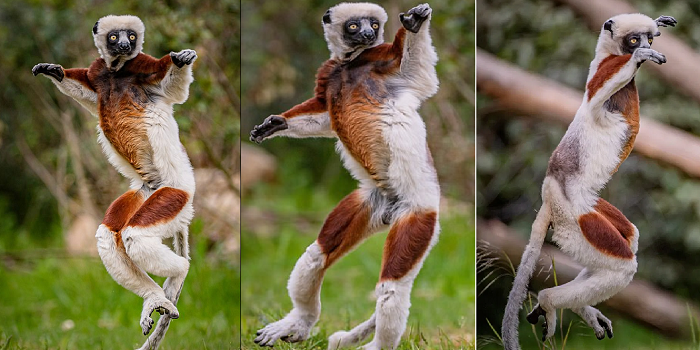Lemurët e rrallë ‘kërcimtarë’ shfaqin lëvizjet mahnitëse në programin evropian të mbrojtjes e shumimit (fotot)