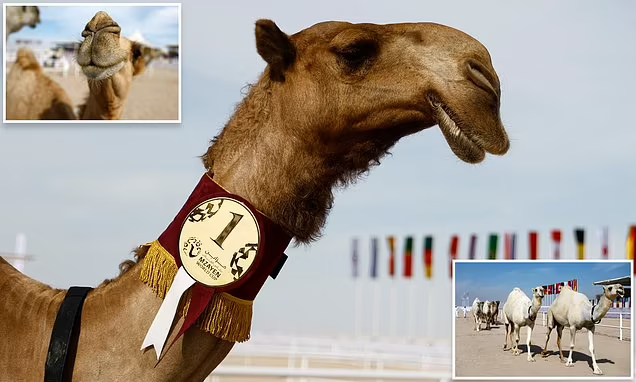 Përveç Kupës së Botës … Katari mban dhe ‘konkursin e bukurisë’ së gamiljeve  (fotot)